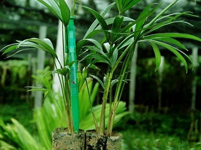 Mây mật (mây nếp)