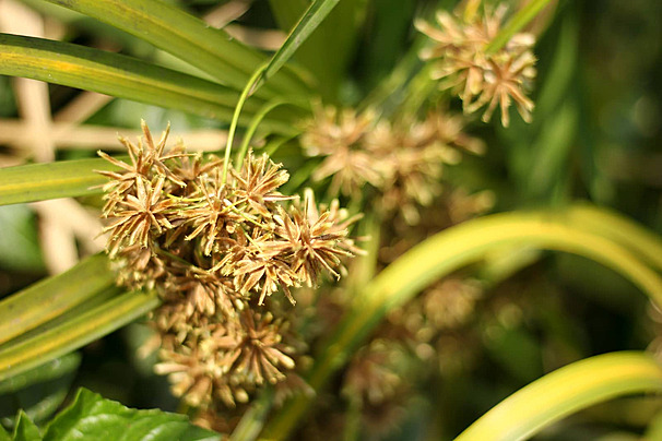 Những bông hoa cói đặc trưng