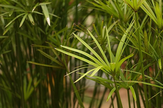Cận cảnh thân cói